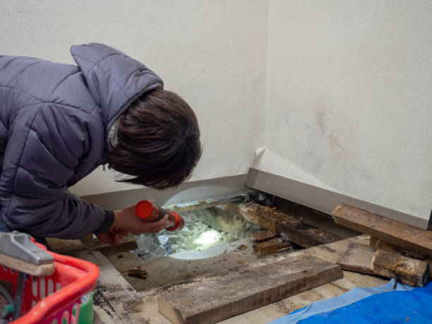 Best Mold Prevention Services  in Hastings, NE