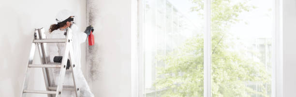 Best Water Damage & Mold Remediation  in Hastings, NE