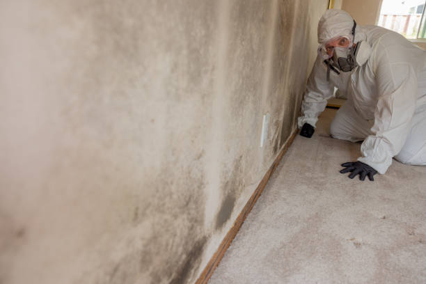 Environmental Consulting for Mold Prevention in Hastings, NE